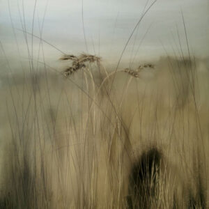 14. Paula Kearney – Whispering Grass 🔴